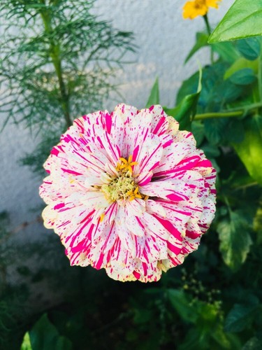 100 samen zinnien peppermint - samen,