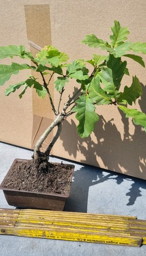 Eichen prebonsai eichenbaum - eichen-prebonsai,,