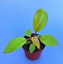 Sehr Schöne Philodendron Mars