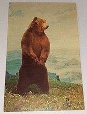 Alte Taxidermy Alaskan