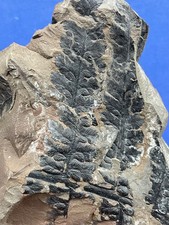 very rare carboniferous Sphenopteris obtusiloba Fossil Fossilien Karbon plant