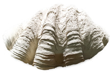 Back to Nature Tridacna