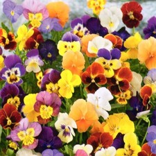 Hornveilchen Viola winterhart mehrjährig Blumen Pflanze Stauden 400 Samen Nr.343