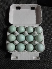 Celadon Bruteier Wachteln