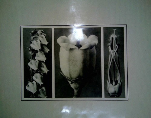 Blossfeldt karl original - karl,