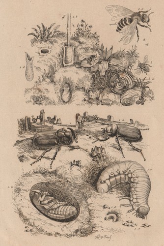 Insekten oryctès - oryctès, (oryctes)
