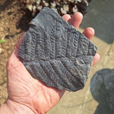 Pflanze, Abdruck Samenfarns