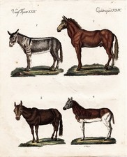 Esel Maultier Maulesel Quagga donkey mule Esel Kupferstich Bertuch 1795