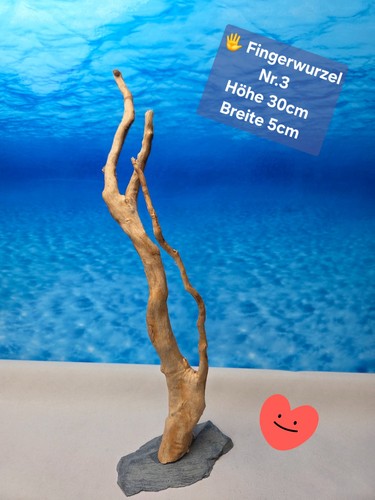Fingerwurzel aquarium - 🌳fingerwurzel,