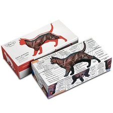 Feline Anatomie Lernwürfel -