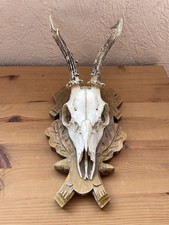 Rehgehörn Trophäe Rehbock
