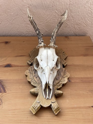 Rehgehörn trophäe rehbock - trophäe,