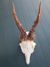 Trophäe Rehgehörn Rehbock Geweih Nr. 5  siehe Fotos