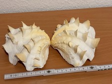 Sammler Rarität Riesenmuschel Tridacna Naturprodukt  2 Teile