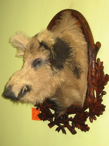 Wildschweinkopf groß - , (72)