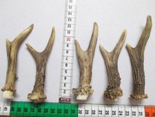 Rehstange  Rehgabler