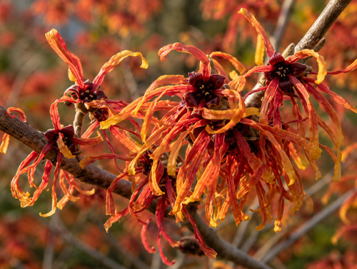 Hamamelis intermedia 50 - hamamelis,
