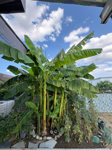 Kräftige bananenpflanzen - 2,