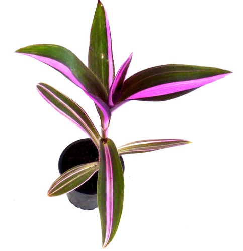 Tradescantia pallida variegata - pallida,