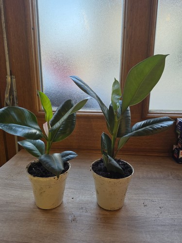 Ficus elastica pflanze - ficus, xl