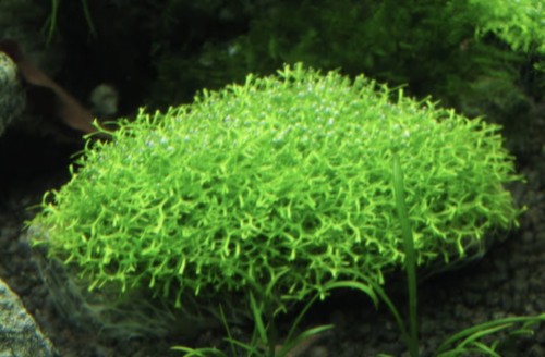 Riccia fluitans teichlebermoos - riccia,