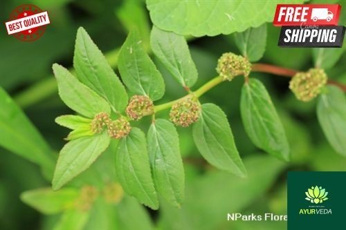 100 reine bio euphorbia - bio,