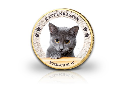 Euro katze russisch - katze, blau
