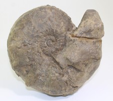 Ceratit, Ceratites compressus