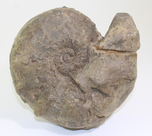 Ceratit ceratites compressus - ceratit,,