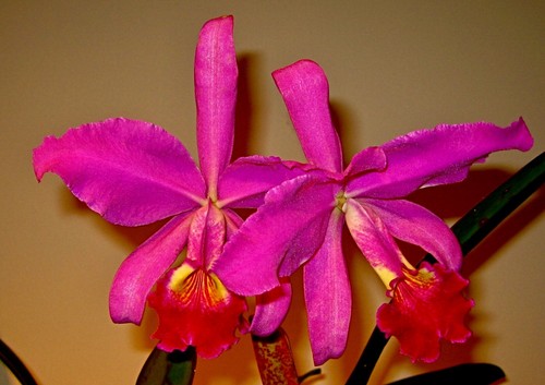 Cattleya species giant - cattleya,
