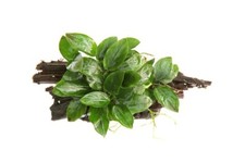 Anubias barteri var. nana auf Wurzel (ca. 10 bis 20cm) - robuste Aquarienpflanze