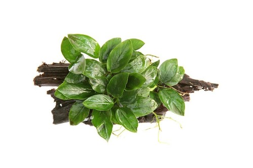 Anubias barteri var nana auf - barteri,