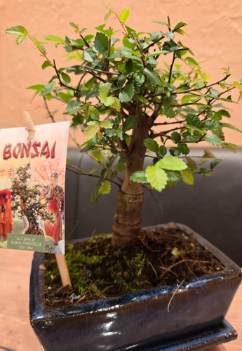 Bonsai ulmus parvifolia - -ulmus,