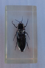 Echtes Insekt  in Acryl "