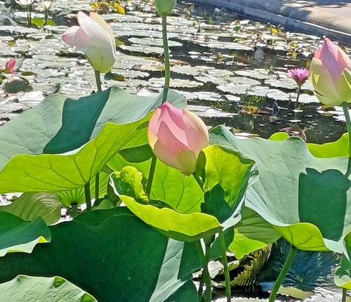 Samen lotusblume wunderschöne - samen,