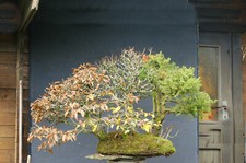 Bonsai outdoor winterhart