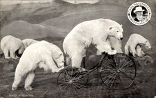 Ak Eisbär auf einem Dreirad, Carl Hagenbeck's Wonder Zoo und Big... - 11272081