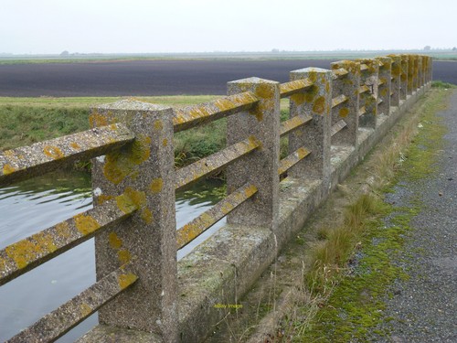 Foto 12x8 fenland felder - foto,