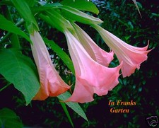 Brugmansia, Engelstrompete, TRAUMHAFT PINK ! Kübelpflanze, große Blüten, 5 Samen
