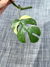 Rhaphidophora Tetrasperma