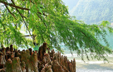 Samen von der KONIFERE -