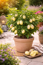 Solanum pepino gold - solanum,