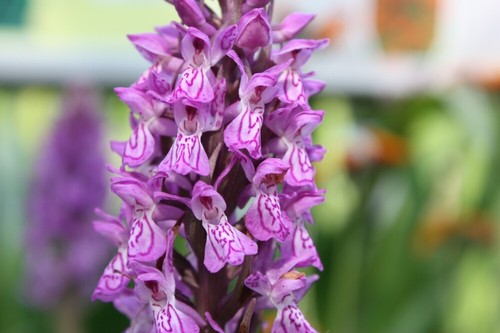Dactylorhiza maculata