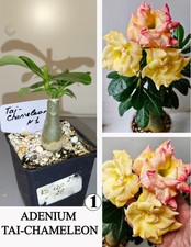 ADENIUM TAI-CHAMELEON N1 WUSTENROSE SUCCULENT