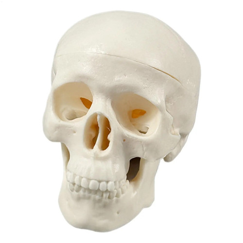 Anatomie totenkopf skelett - anatomie,