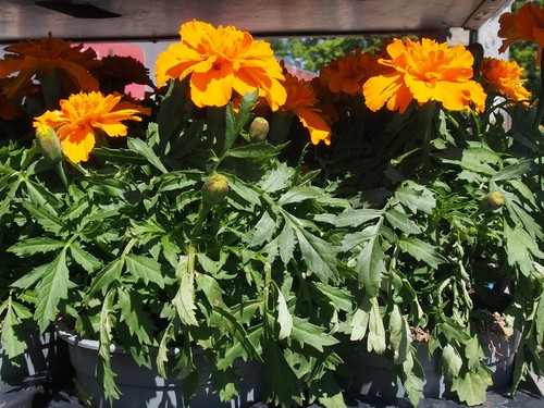 Studentenblumenpflanzen