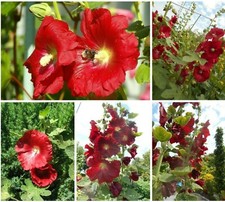 Stockrose Bauernrose Alcea rosea Malve  "  ROT " 2 järige Staude 35 Samen