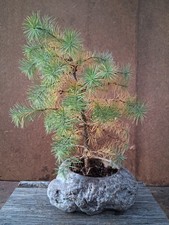 Bonsai outdoor winterhart  Lärche, 