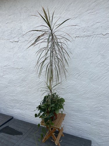 Dracaena marginata tricolor - dracaena, marginata-tricolor