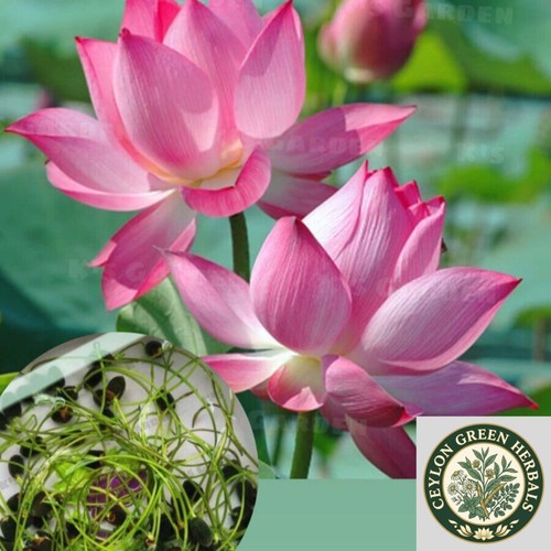 Wasser lotus samen zum - samen,